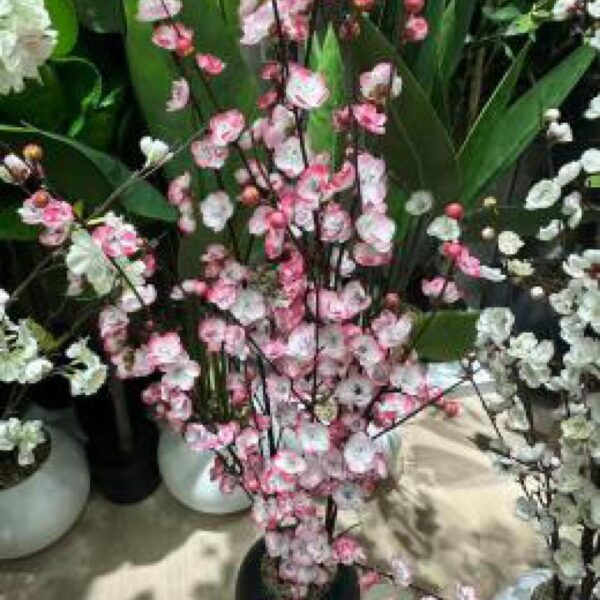 ورد زينة مع قوار رقم 139-75